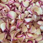 Close up of large, dried rose petals in ivory cream rose with plum edges.