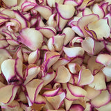 Close up of large, dried rose petals in ivory cream rose with plum edges.