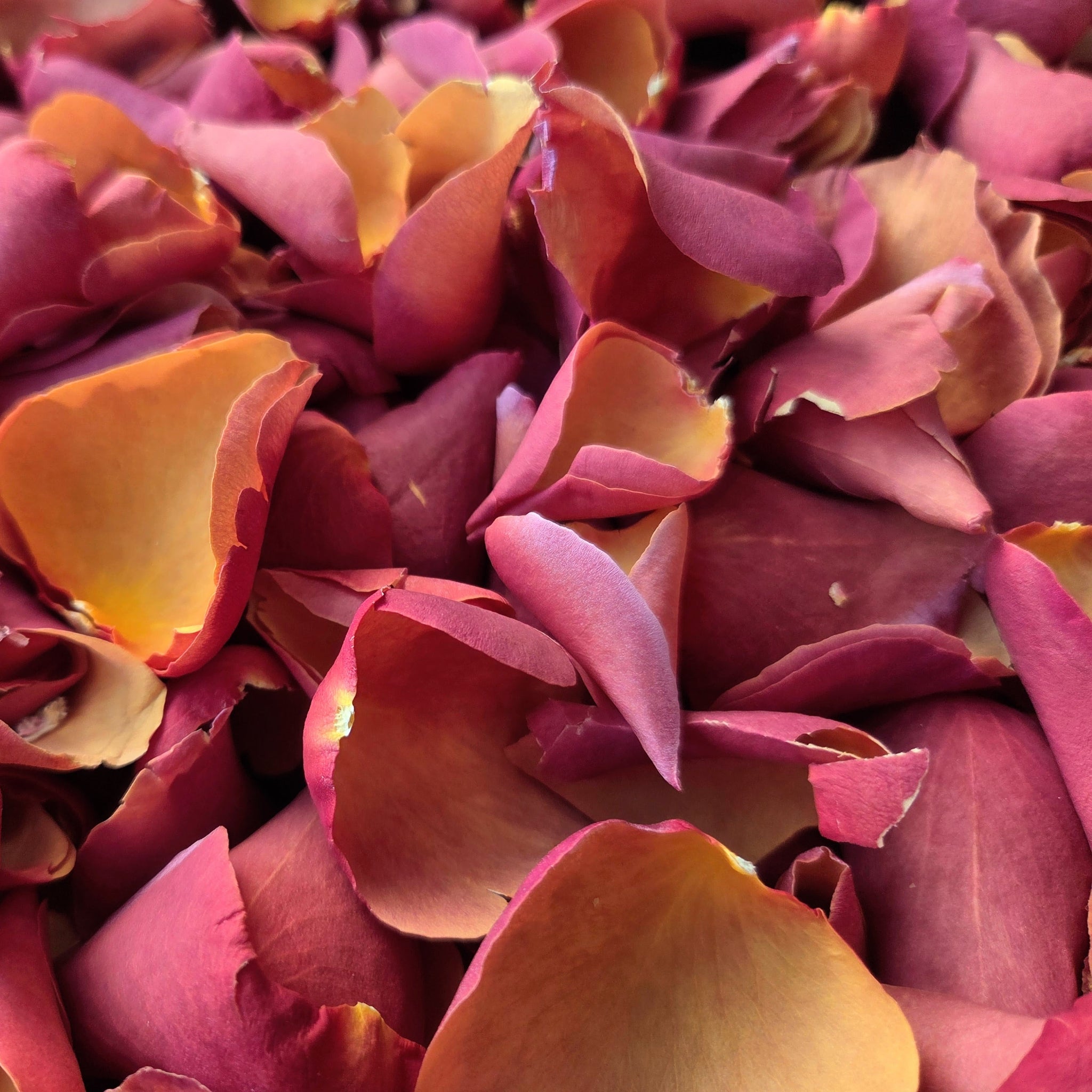 A close-up pile of dried rose petals in shades of deep pink, burgundy, and golden yellow-orange.