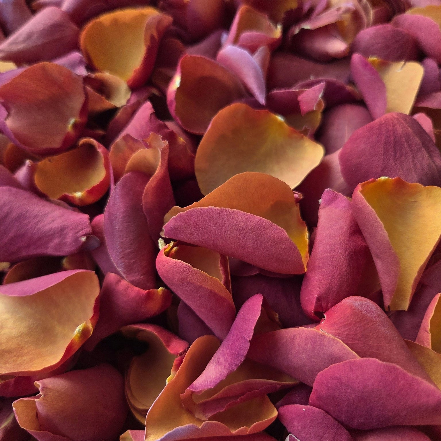 A close-up pile of dried rose petals in shades of deep burgundy, plum, and warm golden yellow.