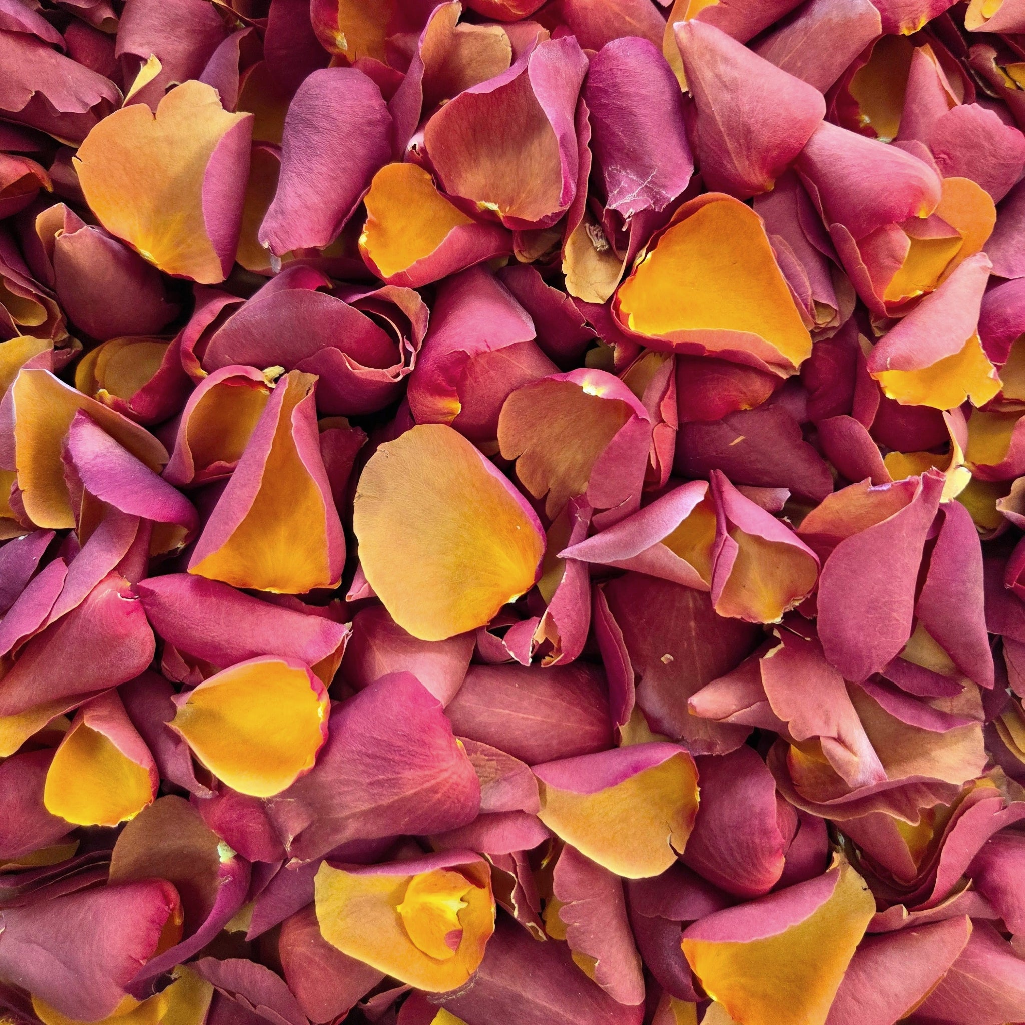 Flat lay image of burgundy and yellow-gold large rose petals