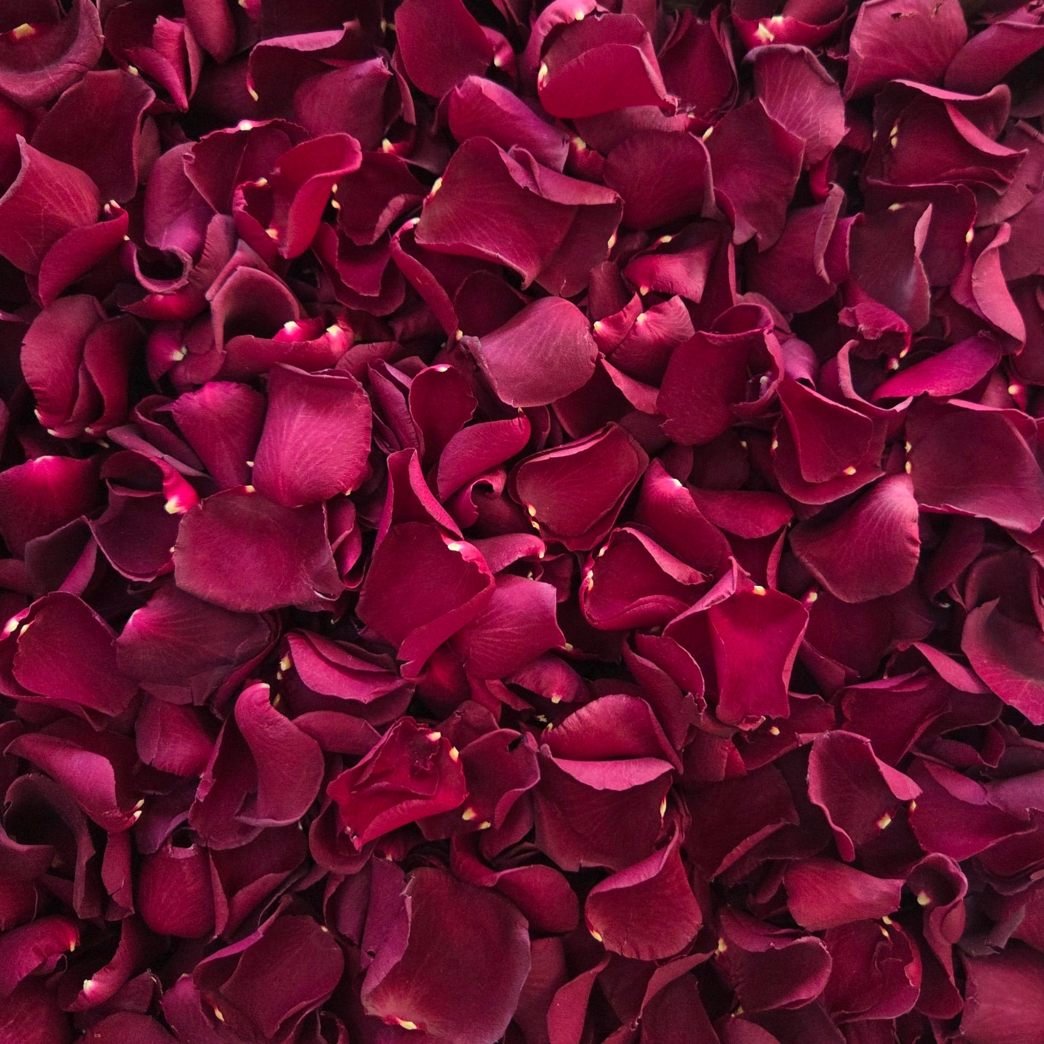 Close up of deep burgundy rose petals