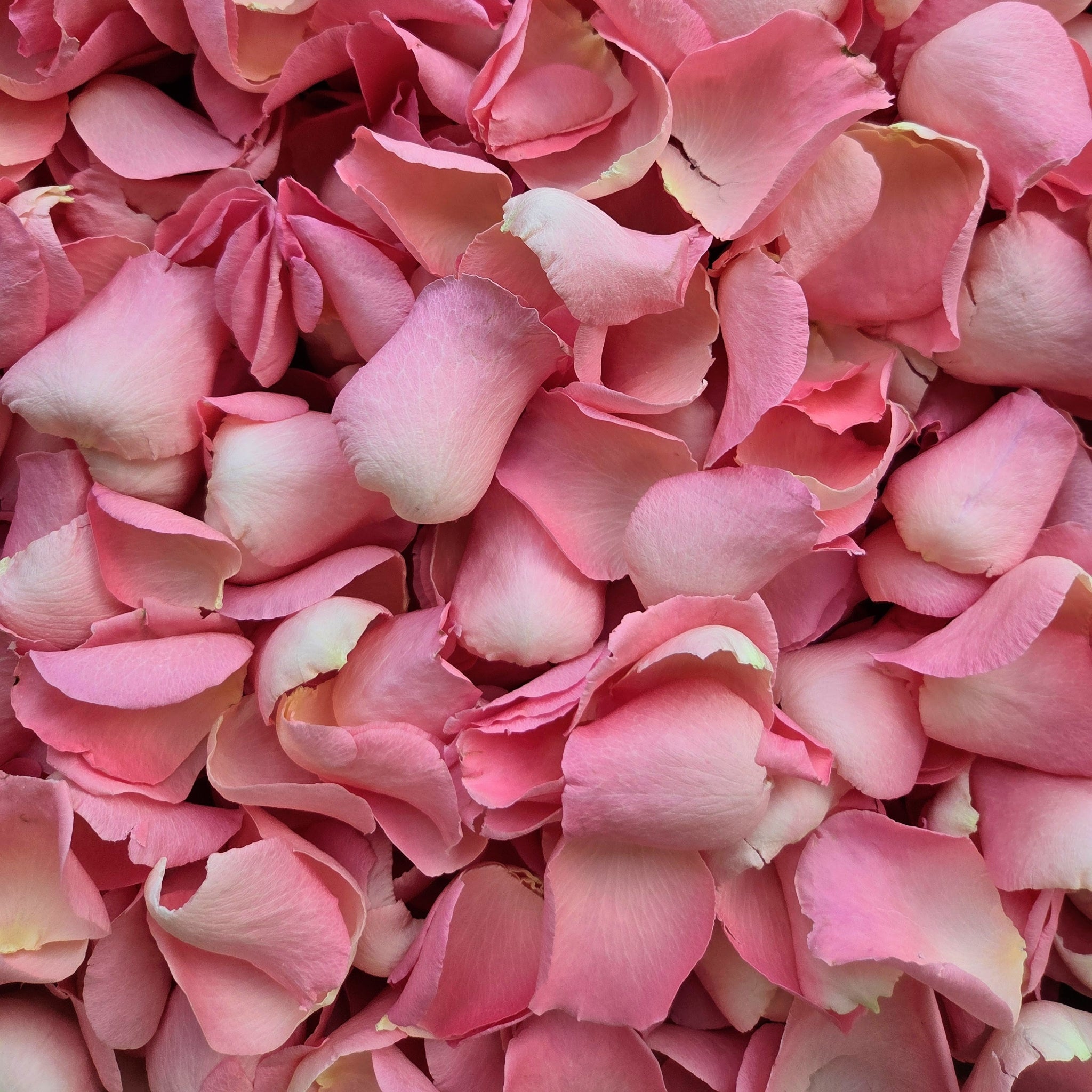Close up of large freeze dried pink rose petals
