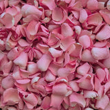 Natural pink rose petals up close