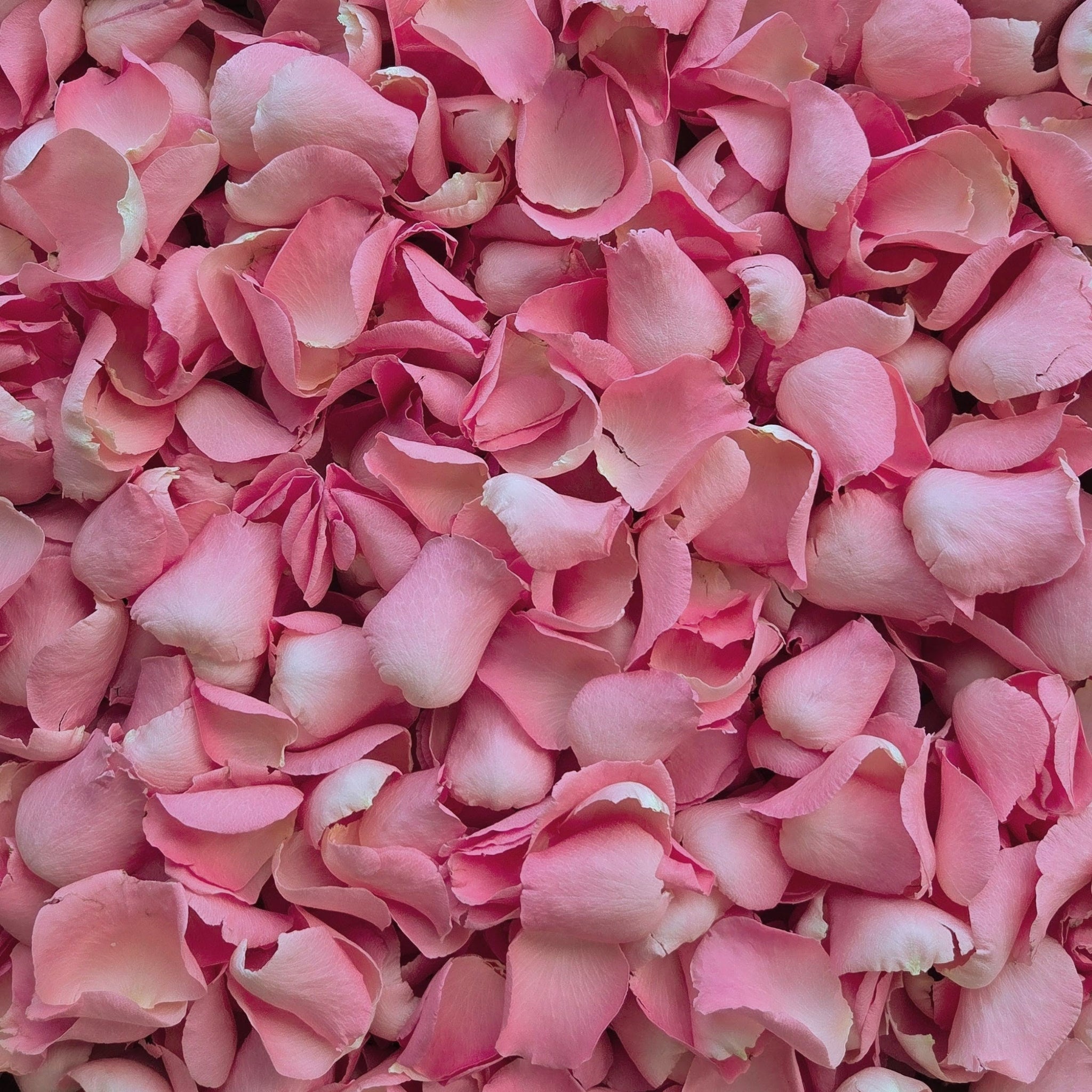Natural pink rose petals up close