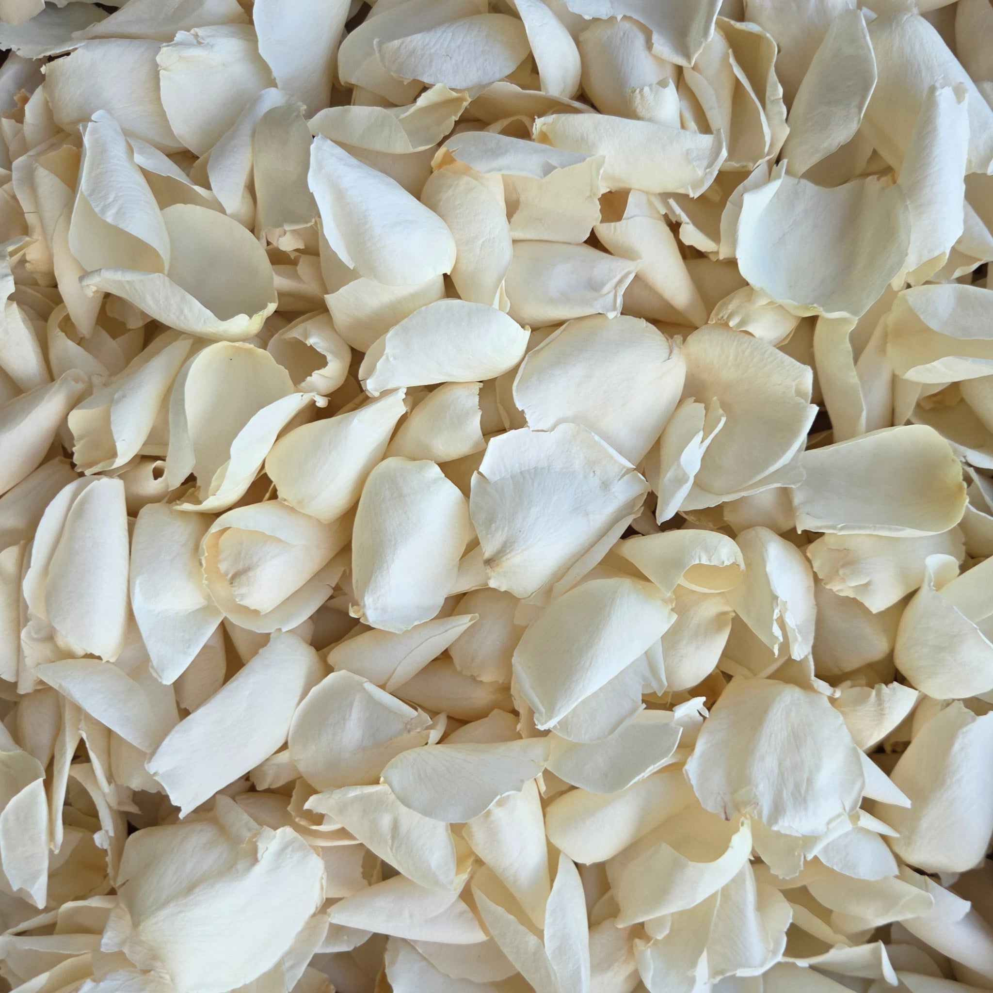 Close up of freeze dried large ivory rose petals