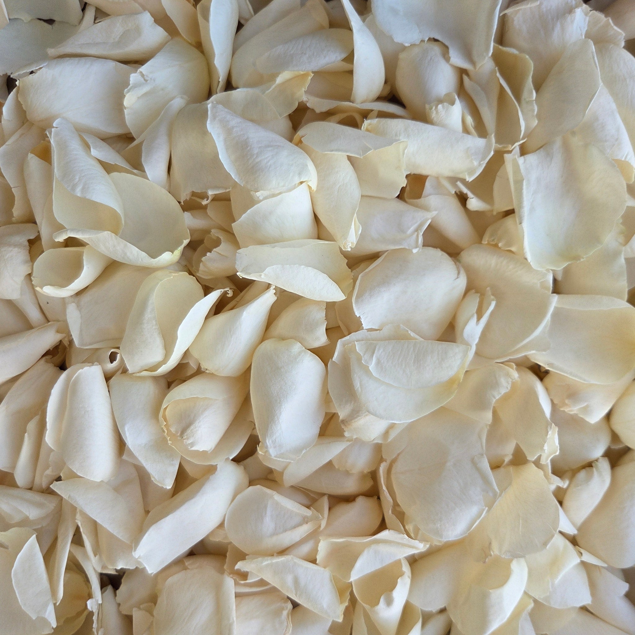 A top-down view of dried cream-colored rose petals.