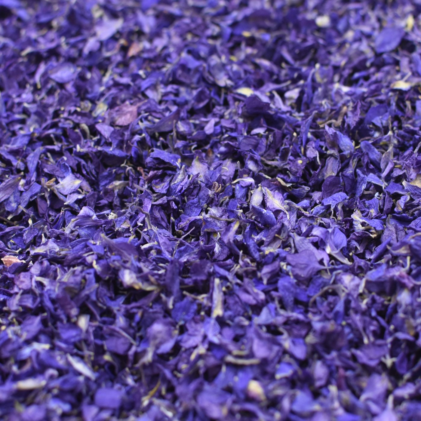 Purple Delphinium Petal Confetti